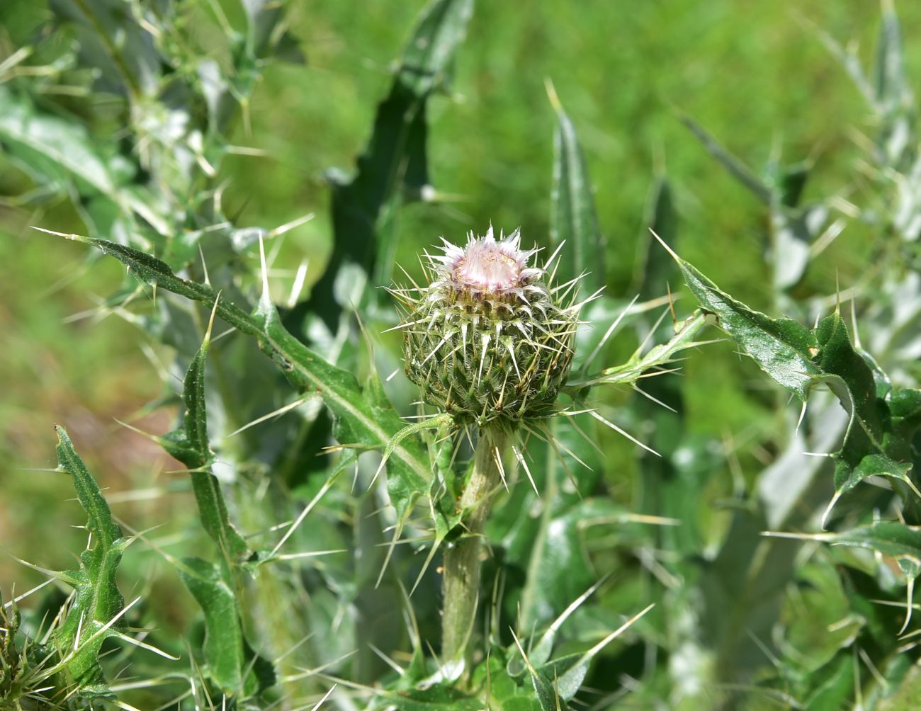 Image of genus Cirsium specimen.