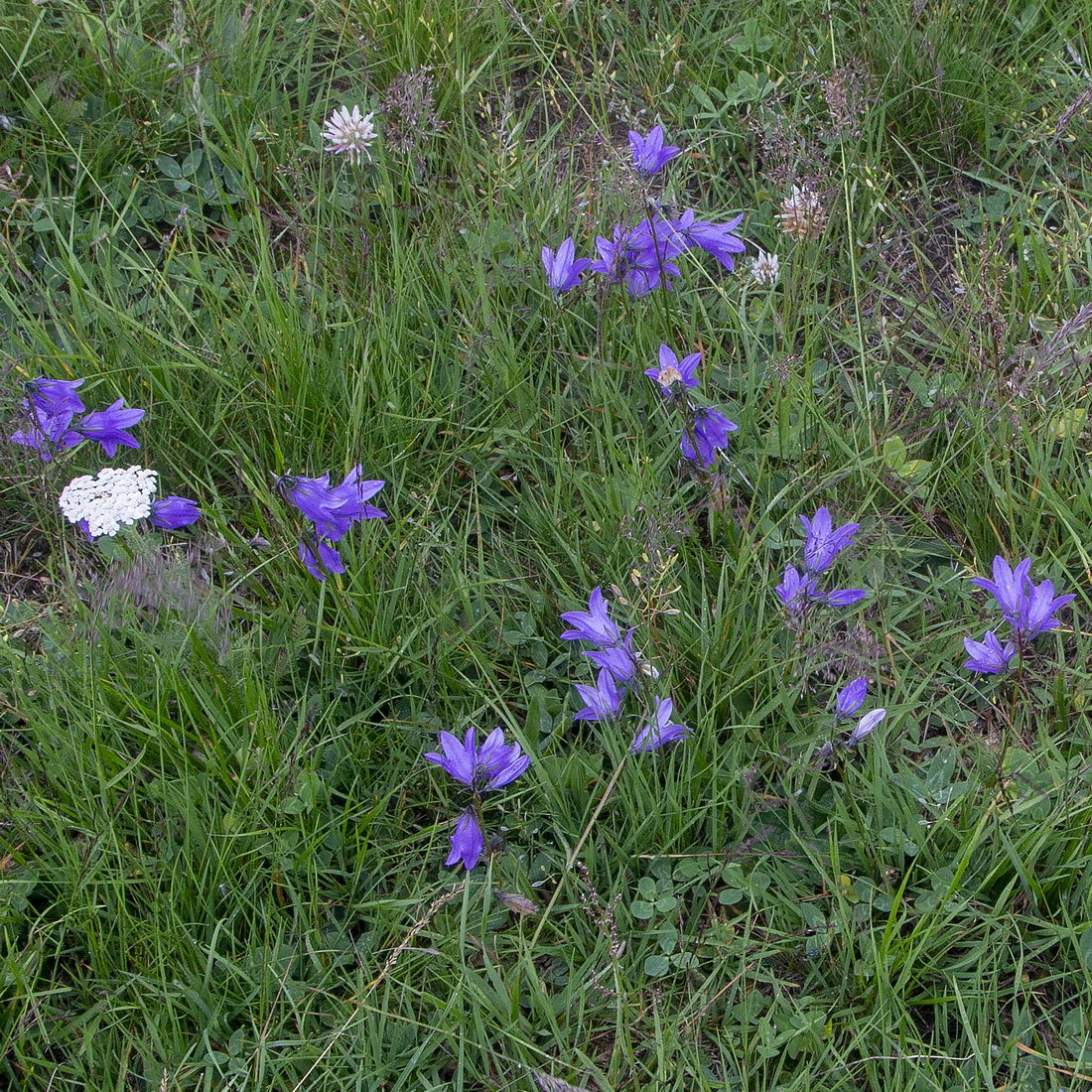 Image of Campanula collina specimen.