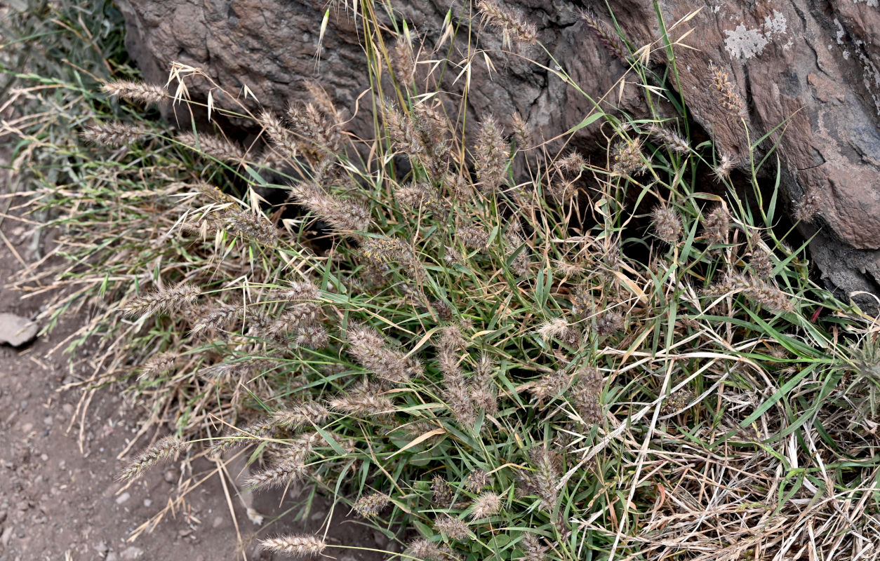 Image of Cenchrus ciliaris specimen.