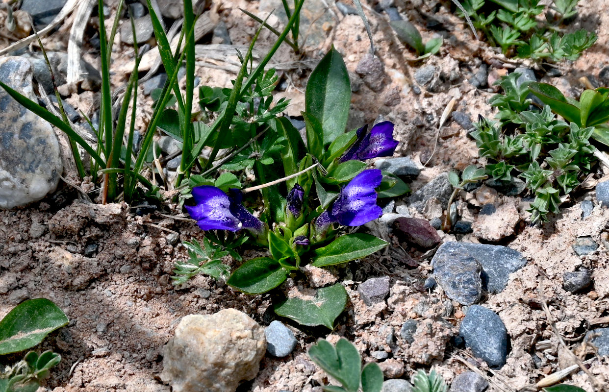Image of familia Scrophulariaceae specimen.