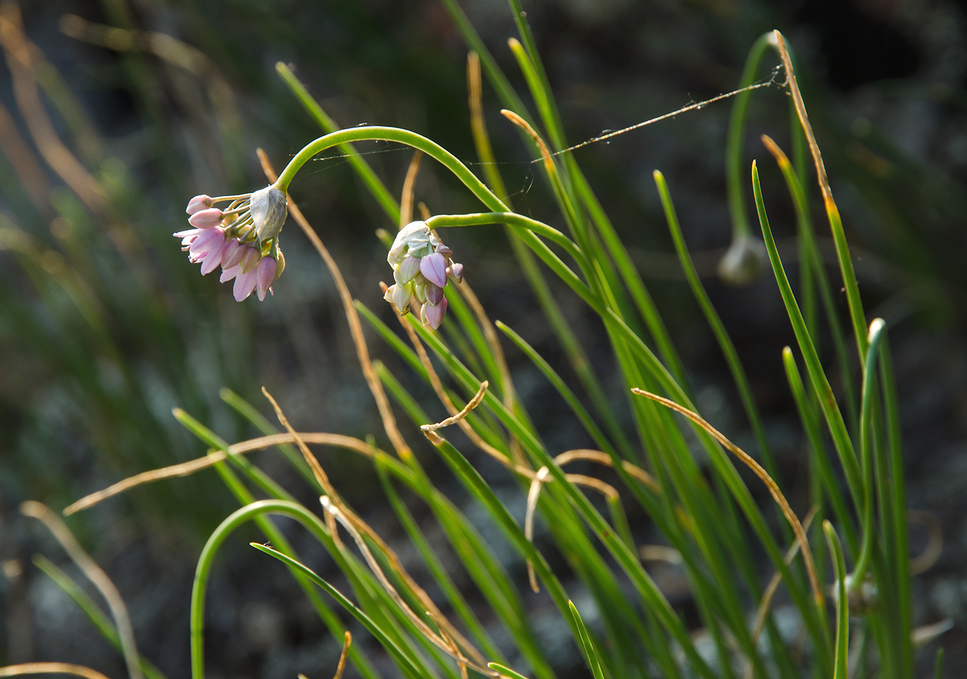 Изображение особи Allium rubens.