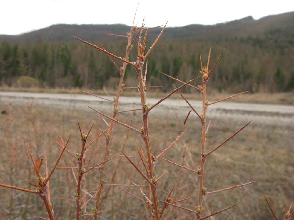 Изображение особи Caragana spinosa.