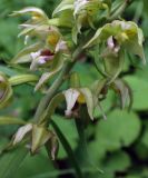 Epipactis papillosa. Часть соцветия. Хабаровский край, г. Комсомольск-на-Амуре, юго-восточный склон сопки \"Ключевая\", смешанный лес с преобладанием Betula. 18.07.2026.