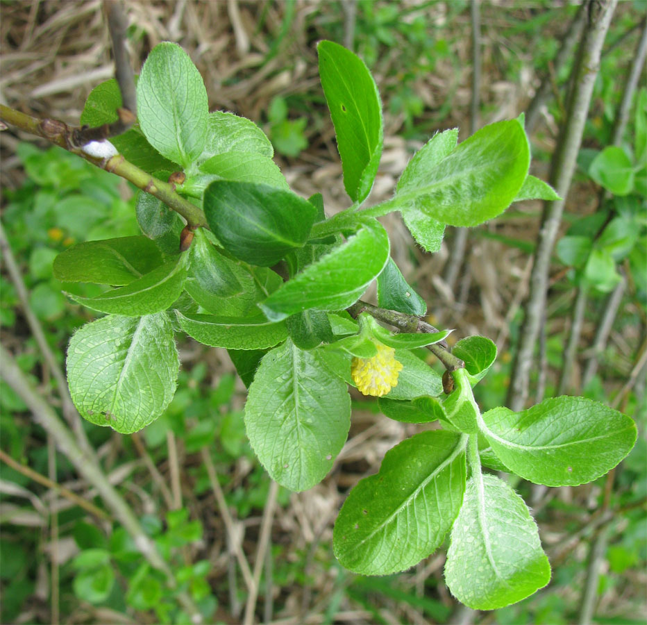 Изображение особи Salix phylicifolia.