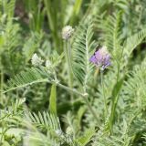 Astragalus onobrychis