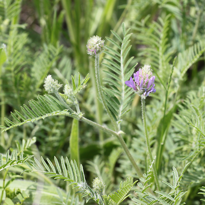 Изображение особи Astragalus onobrychis.