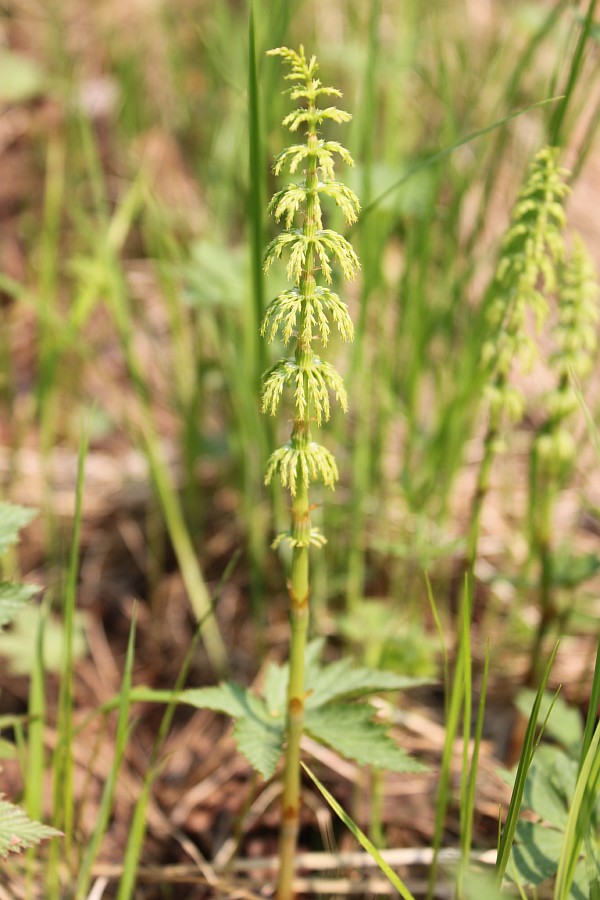 Image of Equisetum sylvaticum specimen.