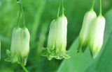 Polygonatum multiflorum