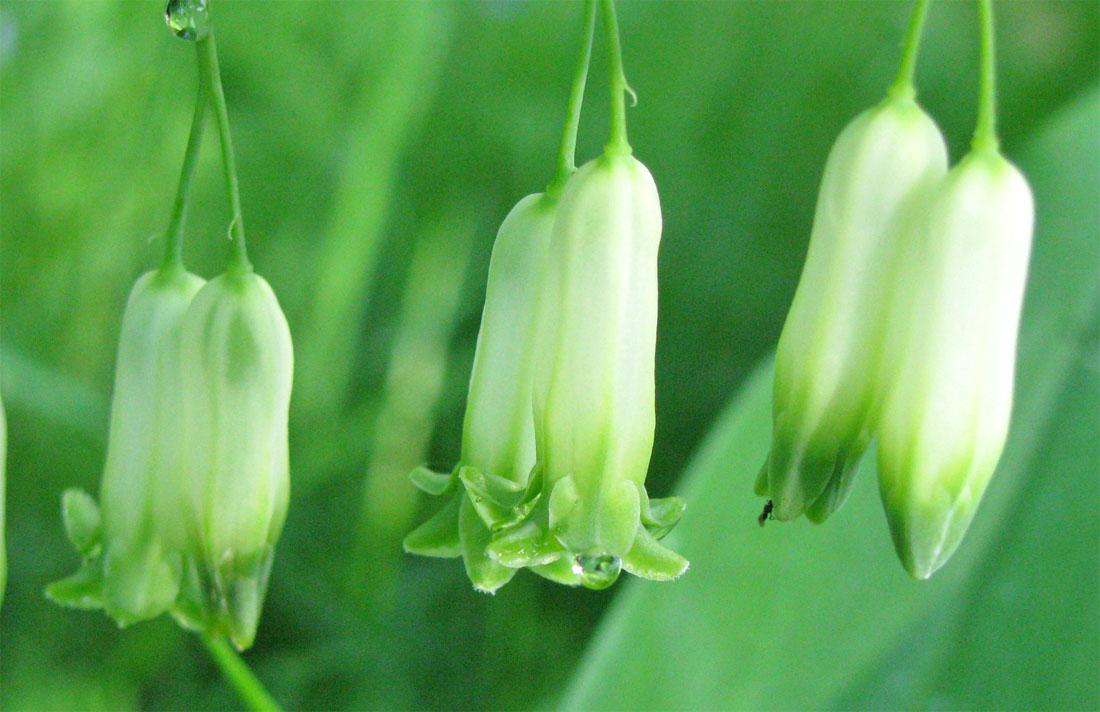 Image of Polygonatum multiflorum specimen.