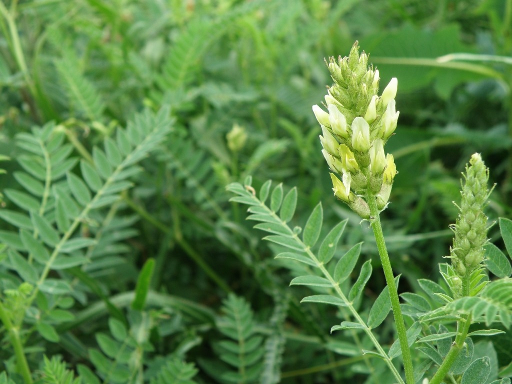 Изображение особи Astragalus cicer.