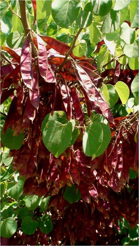 Изображение особи Cercis griffithii.