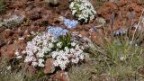 Androsace barbulata