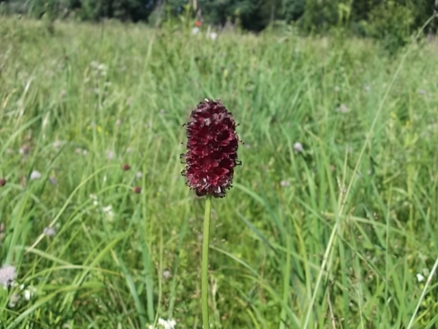Image of Sanguisorba officinalis specimen.