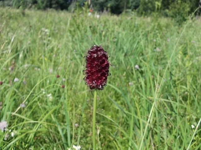 Изображение особи Sanguisorba officinalis.