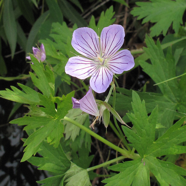 Image of Geranium collinum specimen.