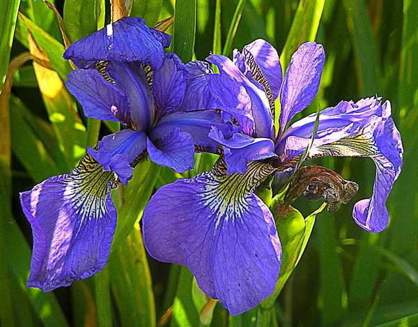 Изображение особи Iris sanguinea.