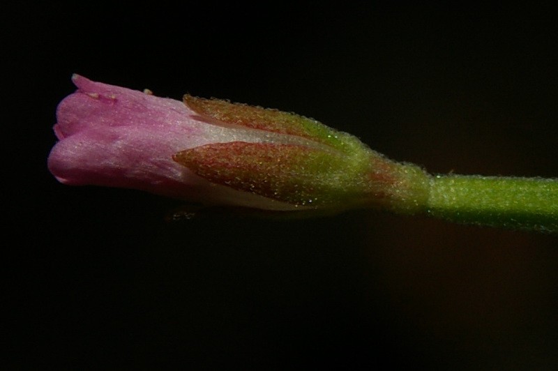 Image of Epilobium lanceolatum specimen.