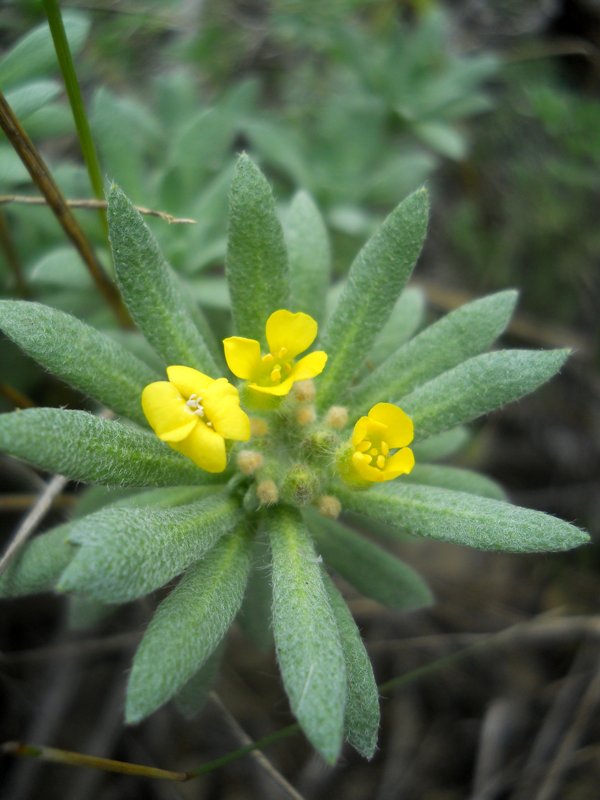 Image of Alyssum lenense specimen.