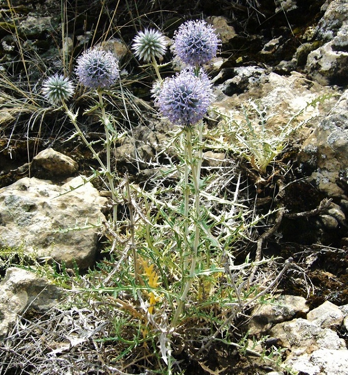 Изображение особи Echinops ritrodes.