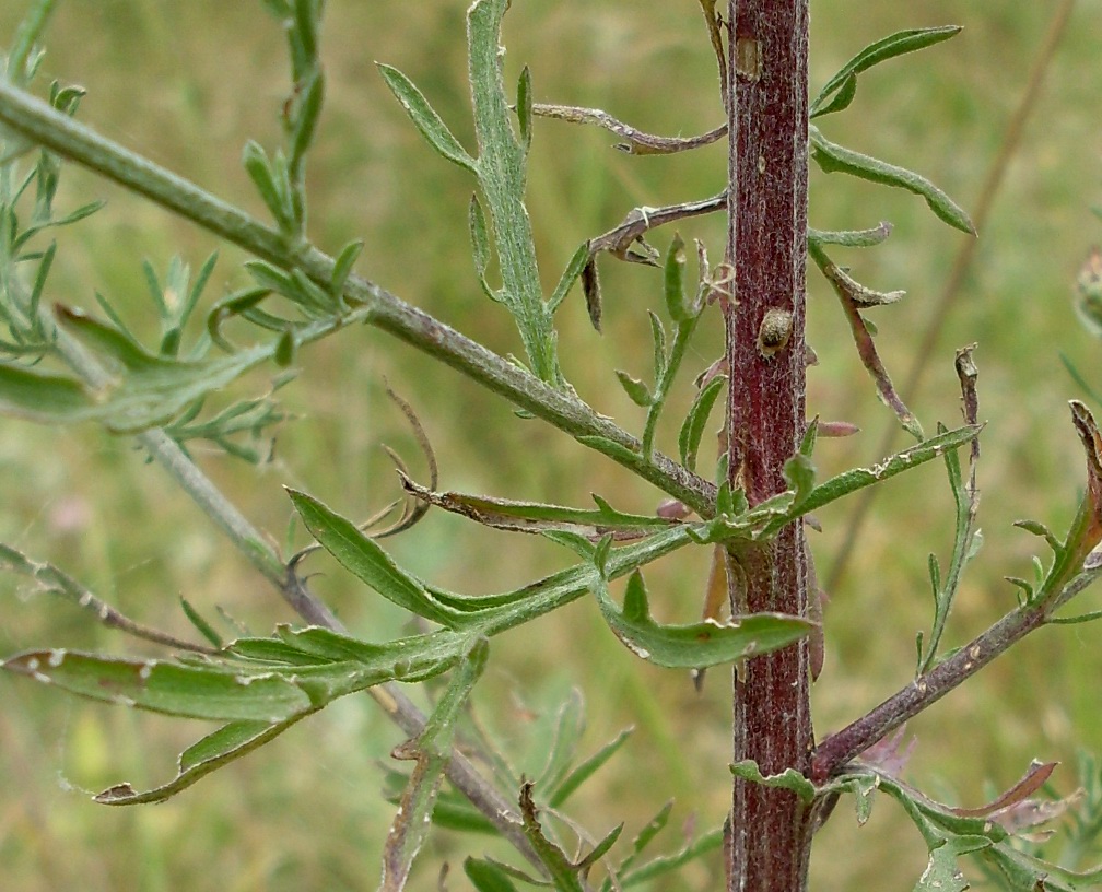 Image of Centaurea stoebe specimen.