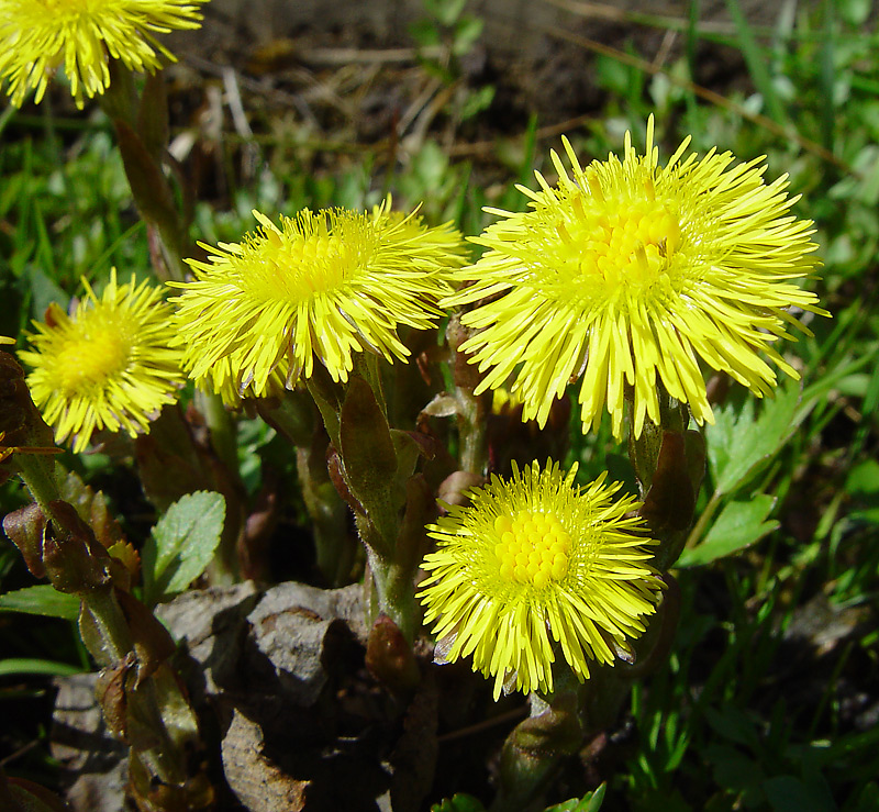 Изображение особи Tussilago farfara.