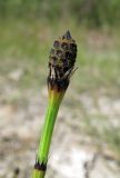 Equisetum variegatum