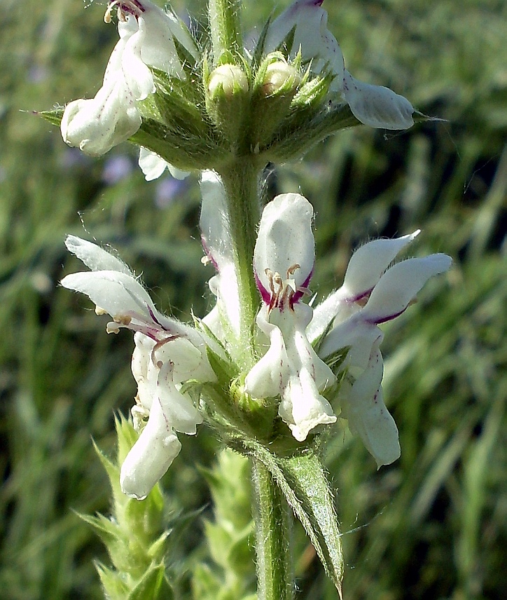 Изображение особи Stachys atherocalyx.