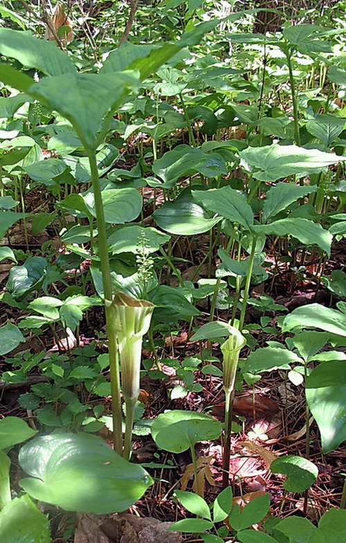 Image of Arisaema komarovii specimen.