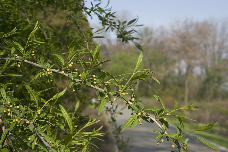 Изображение особи Prinsepia sinensis.