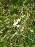 Spiraea crenata