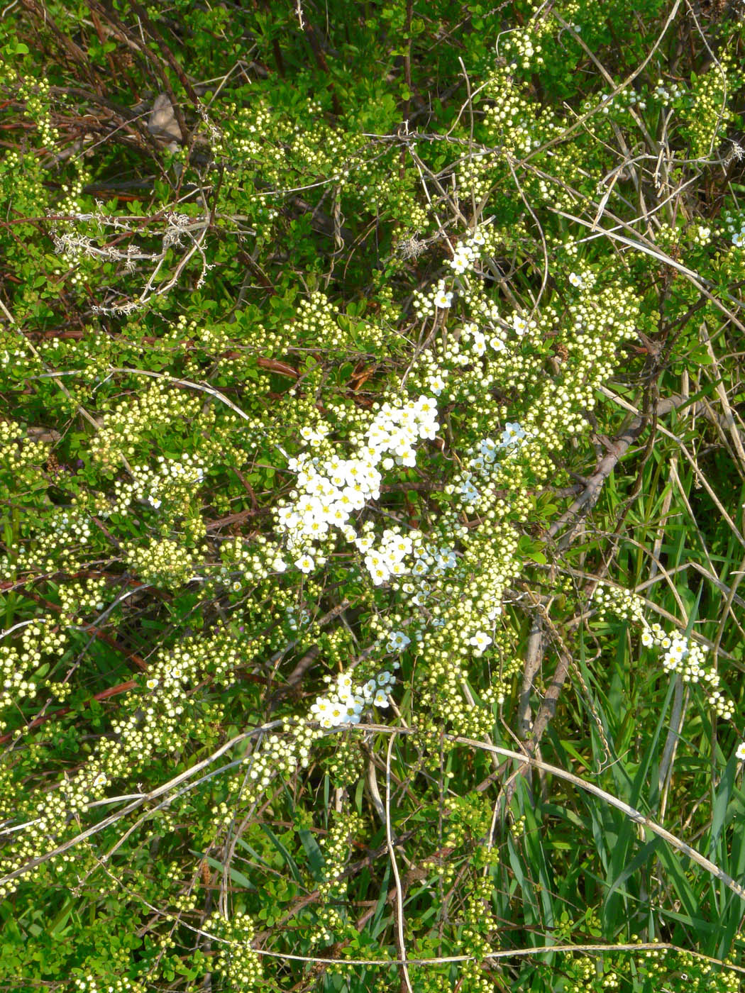 Изображение особи Spiraea crenata.