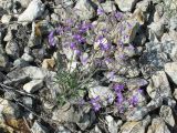 Campanula sibirica. Цветущее растение. Окрестности г. Саратова, на юго-западном каменистом склоне. 5 июня 2011 г.