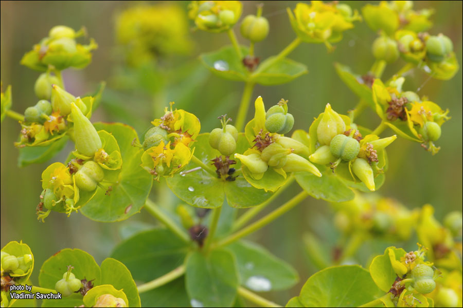 Image of Euphorbia virgata specimen.