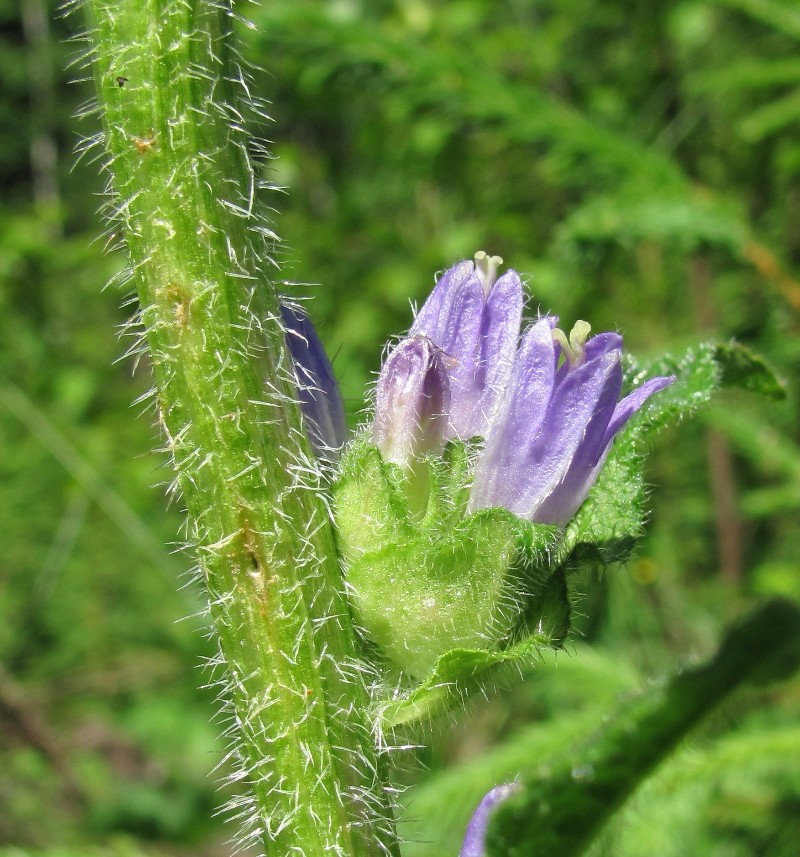 Image of Campanula cervicaria specimen.