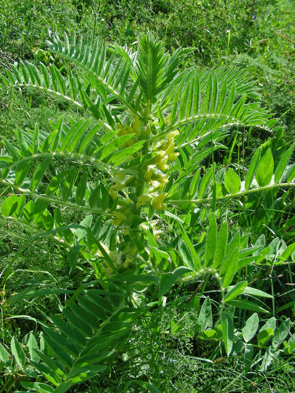 Изображение особи Astragalus sieversianus.