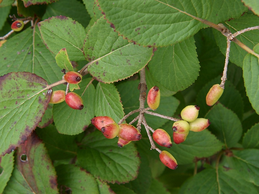 Image of Viburnum burejaeticum specimen.