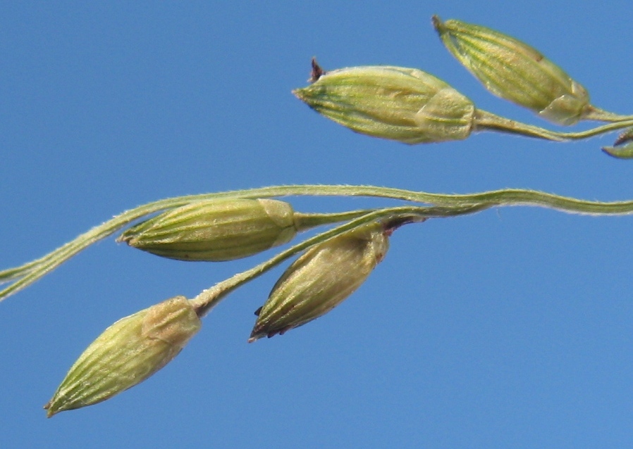 Image of Panicum dichotomiflorum specimen.