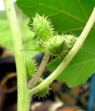 Xanthium strumarium