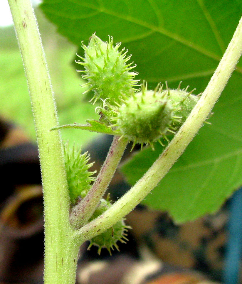 Image of Xanthium strumarium specimen.
