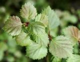 Betula czerepanovii. Верхушка побега. Мурманская обл., Кандалакшский р-н, окр. пос. Лувеньга, южный склон гор Лувеньгские Тундры, пояс берёзового криволесья, 300 м н.у.м. 01.07.2010.