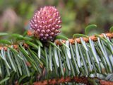 Picea ajanensis