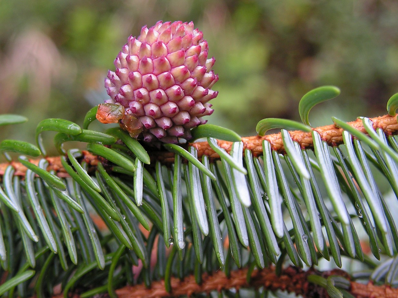 Изображение особи Picea ajanensis.