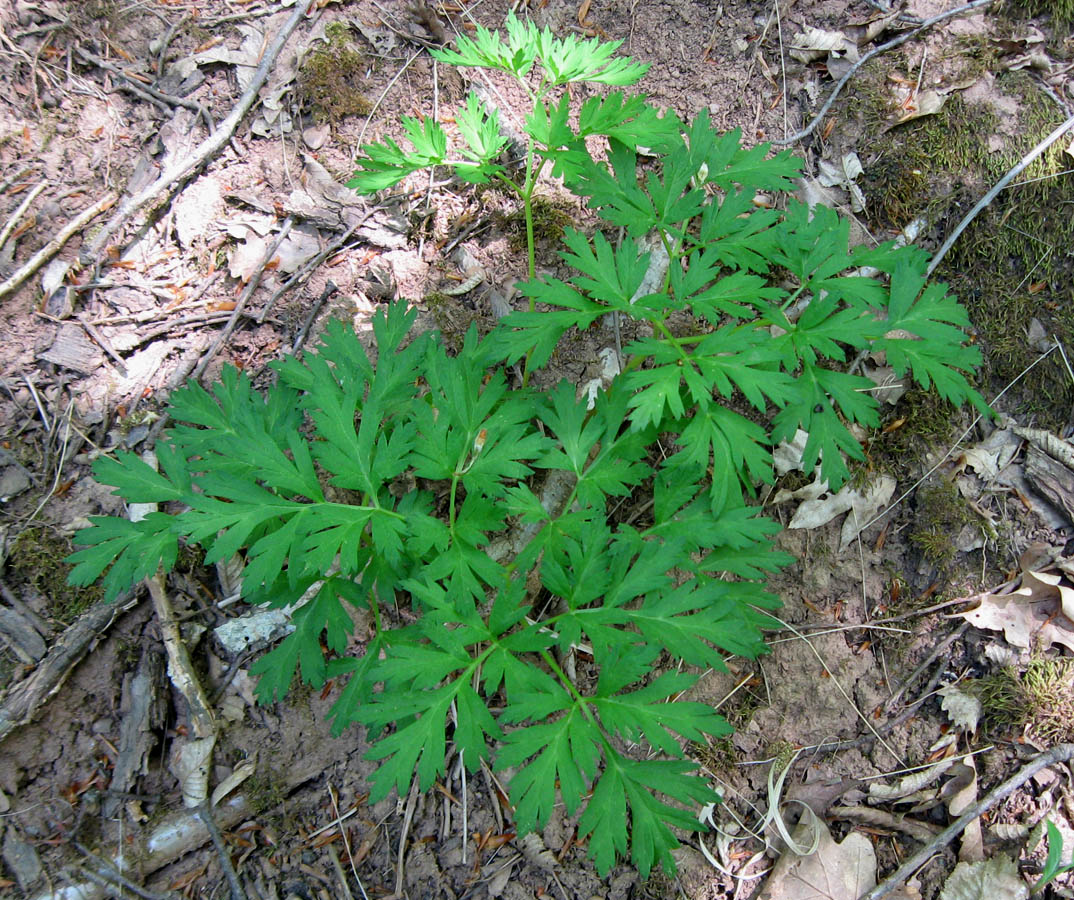 Image of Physospermum cornubiense specimen.