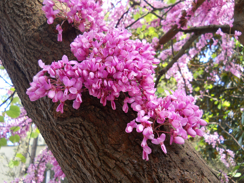 Изображение особи Cercis siliquastrum.