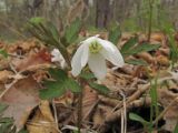 Anemone amurensis