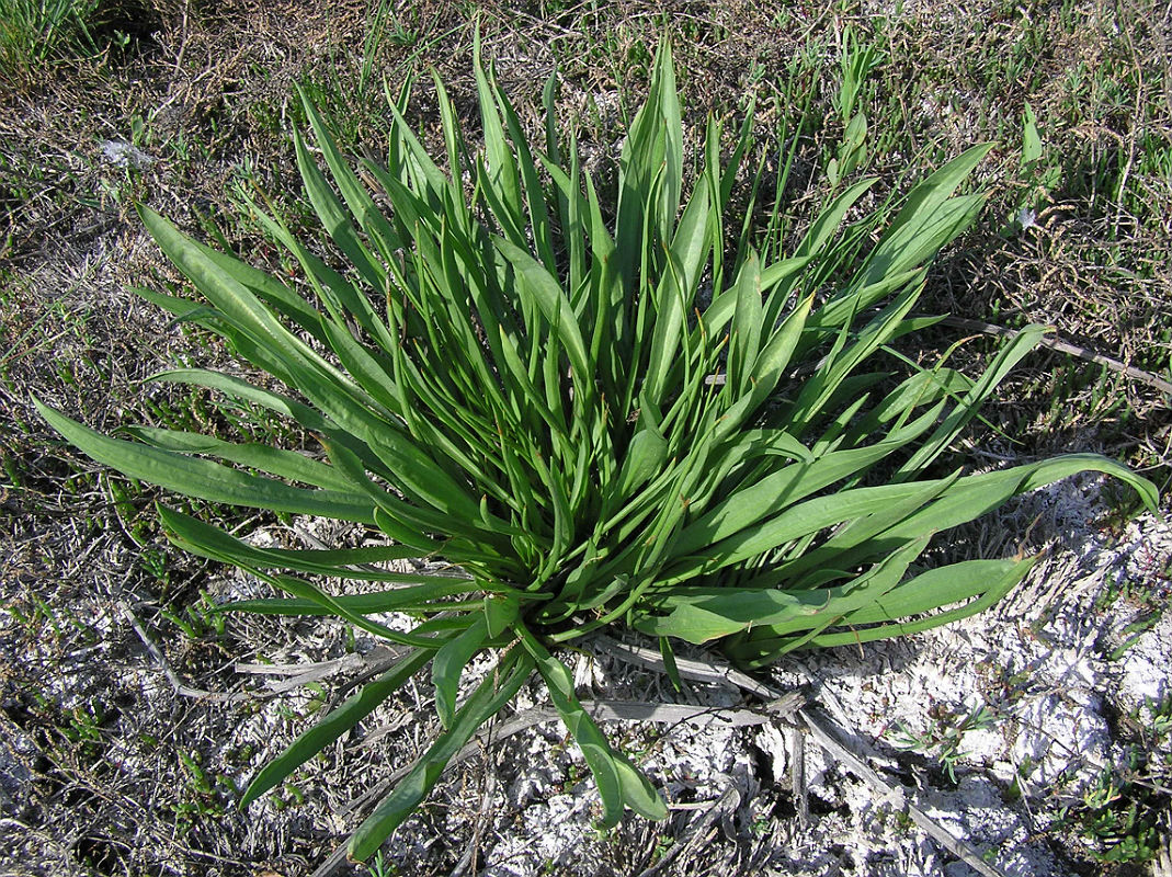 Image of Scorzonera parviflora specimen.
