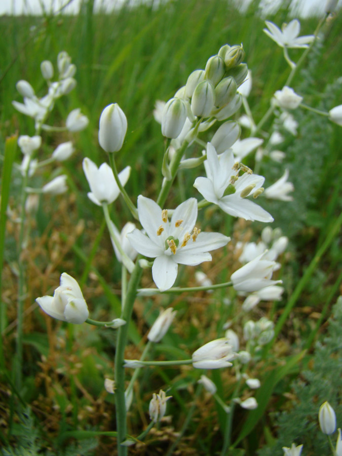 Изображение особи Ornithogalum fischerianum.