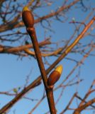 Tilia nasczokinii