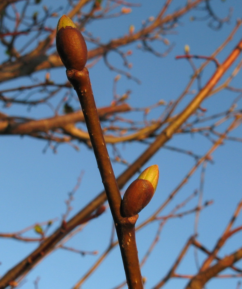 Image of Tilia nasczokinii specimen.