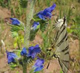 Echium vulgare